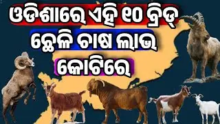 Top 10 Goat Breed Farming in Odisha Heavy Profit low investment idea