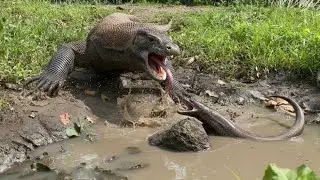 Komodo Dragons Tried To Conquer The Eel And Managed To Swallow It