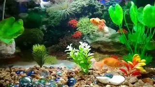 Goldfish Aquarium Setup: My First Fish Tank Journey!