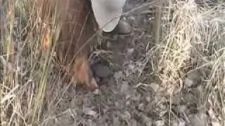 Scouting for Beaver Sign