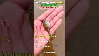Ranking the best pufferfish moments 🤣🐡 #shorts #cute