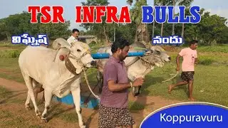 విఘ్నేష్ - నందు | T S R Infra Bulls | కొప్పురావూరు | Beta Video | Bulls Of Andhra.