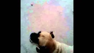 Puggle walks on two paws
