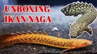 Unboxing Ikan Hias | Unboxing Ikan Predator | Polypterus Teugelsi Polypterus Ornatipinnis