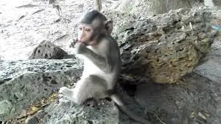 Little Baby Monkey Copper Is So Active And Adorable