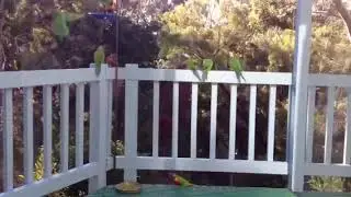 Hungry Rainbow Lorikeets. South Australia.