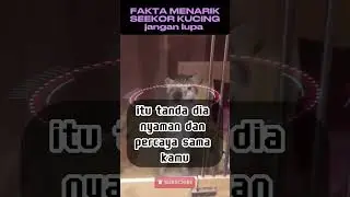 Bukan Mitos! Fakta Mengejutkan Tentang Kucing yang Jarang Diketahui #cat #kucing #lucu