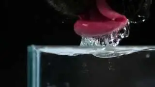 Secret Life of Dogs: slow motion dog drinking