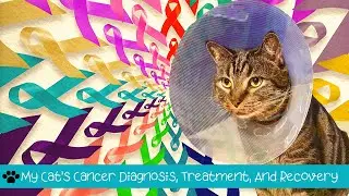 What To Expect When Your Cat's Diagnosed With Cancer: A cat mom's experience.