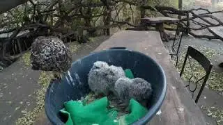 Owl Mommy Adopts Orphaned Babies