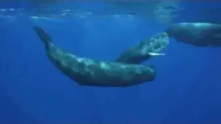 The Sounds of the Sperm Whale