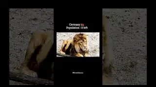 3 foreign country's lion Population. #lionnation #bigcats