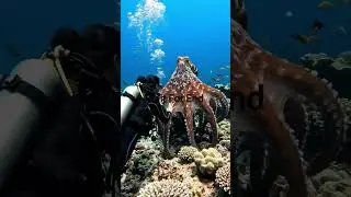 octopus 🐙 capture this movement 😦