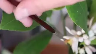 HOW TO HAND POLLINATING LEMONS TREES IN THE WINTER