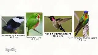 Bird Size Comparison Part 2