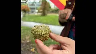 Eats Wild Episode 7: Acorns are not just for squirrels