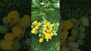 *#TomatoHarvest #GardeningLife #AutumnVibes #BrazilNature #टमाटर #बागवानी #शरदऋतु  #nature