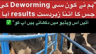 ✅ Deworming Day at the Farm | Must Watch for Every Farmer 🐄🐄🐄#cow #cowfarming #cattleworld #farm 