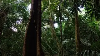 Nature Vid1 Jungle Birds 16min