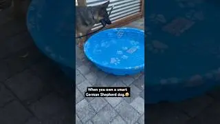 My dog Dragged the garden hose to fill up the kiddie pool with water. #germanshepherd #shorts