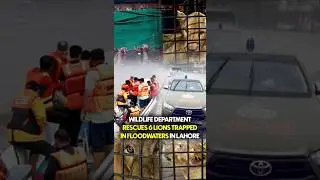 Wildlife Department Rescues 6 Lions Trapped In Floodwaters In Lahore | Geo News English