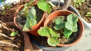 Strawberry Plants  🍓  || #strawberry Plants #gardenzonens 