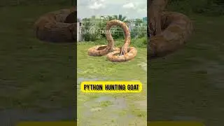 BIG SNAKE | KARPAGA'S CHANNEL