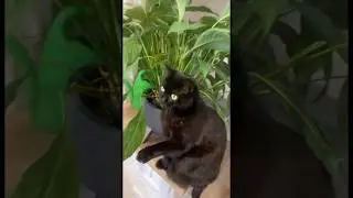 Вообще не кормила! #видосыоткота #веселыекоты #коты #прикольныекоты #cat #funny #pets #кот