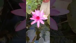 Pink water lily । #shorts #youtubeshorts