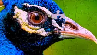 Can you solve this scrambled image puzzle?  Look carefully and guess the real picture! visualpuzzle 