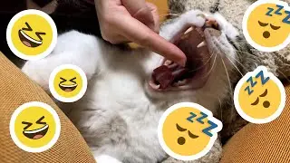 Nos ENCANTA MOLESTAR a nuestros GATOS cuando DESCANSAN 👉 🙀 ¿A ti también?
