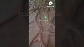 💪You will be Stand like it 🌳 #Save trees # Indefatigable # Earless Needle