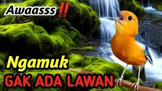 Masteran Anis Merah Mental Fighter &ndash; Wild River Soundscape & Natural Birds