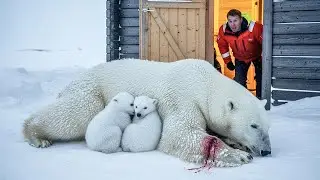 Two Freezing Polar Bear Cubs and Their Injured Mother &mdash; and Human Help | Animal Rescue Short Film
