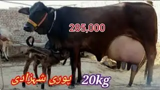 January 11, 2026 #03281641956# cholistani Farizan cross cow for sale in