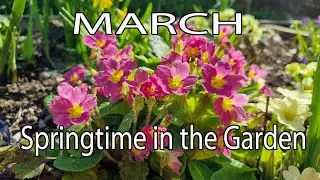 March -  Springtime Begins