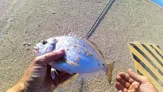 Pesca a fondo in porto, piccola orata, purtroppo trattenuta.