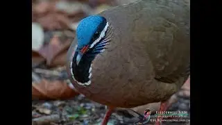 Blue headed Quail dove - Birding in Cuba