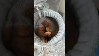 Cat is sleeping like a baby #abyssiniancat #cat
