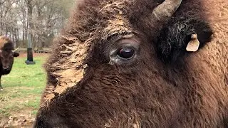BUFFALO AT SHELBY FARMS PARK