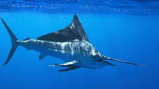 Fish Fact No.57 - Indo-Pacific Sailfish
