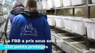 La FBB sauve 250 NACs d'un &eacute;levage-usine !
