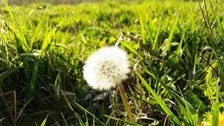 Spring (nature chill out video)