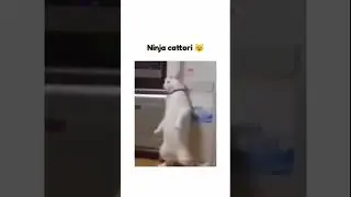 Ninja Cattori #cat #shorts #ytshorts