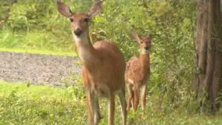 Wildlife refuges' funding endangered