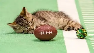 Catnip on the Field _ Kitten Bowl III
