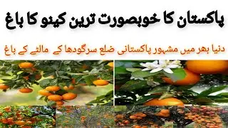 World Famous Pakistani Oranges/Beautiful Orange garden in Pakistan/ سرگودھا کے مشہور کینو کے  باغات
