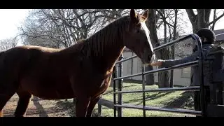 Sentinel Active Senior: Extruded Horse Feed