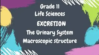 Grade 11 Life Sciences Excretion: The Urinary System Macroscopic Structure Kidney