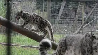 Snow Leopard Cubs First Day Out of Their Den